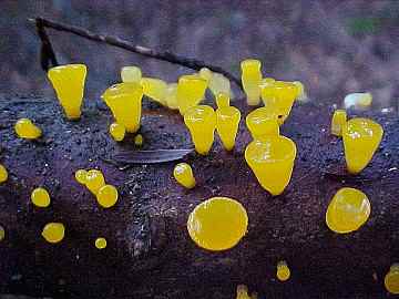 Guepiniopsis alpinus