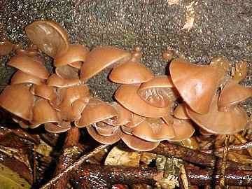 Auricularia auricula