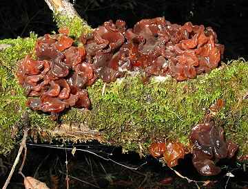 Tremella foliacea