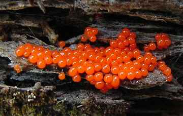Hemitricia calyculata