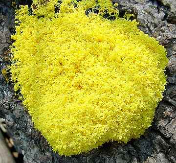 Fuligo septica