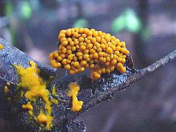 Leucocarpus fragilis