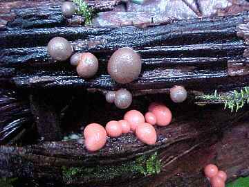Lycogala epidendrum