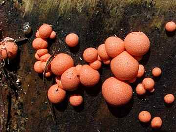 Lycogala epidendrum