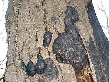 Daldinia grandis