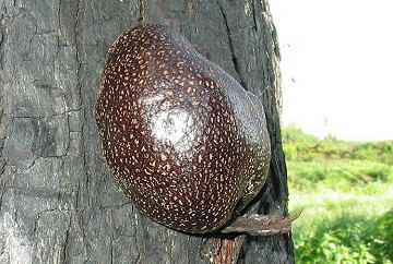 Daldinia grandis