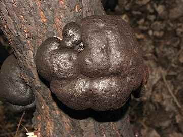 Daldinia grandis