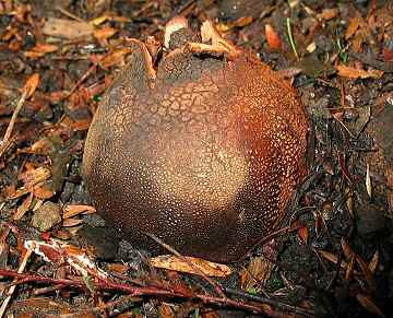 Scleroderma geaster