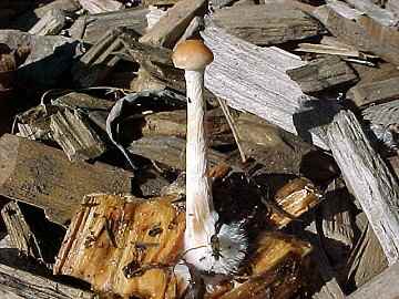 Psilocybe cyanescens