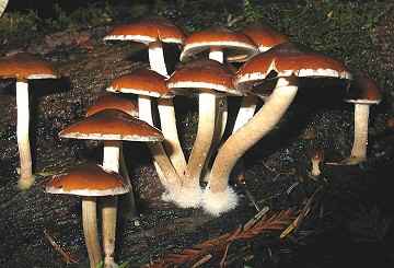 Psathyrella hydrophila