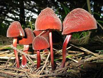 Marasmius plicatulus