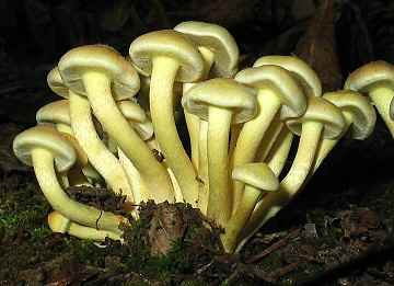Naematoloma fasciculare