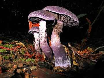 Cortinarius violaceous