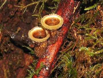 Crucibulum laeve