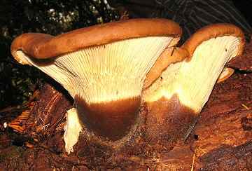 Paxillus atrotomentosus