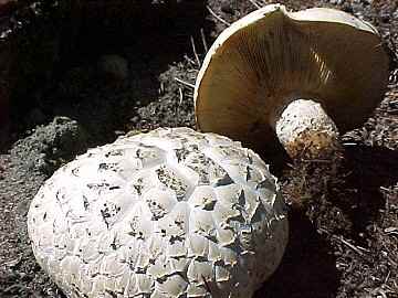 Neolentinus ponderosus