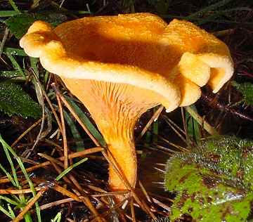 Hygrophoropsis aurantiaca