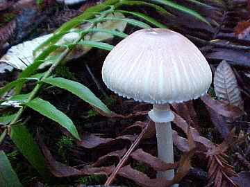 Lepiota rubratincta