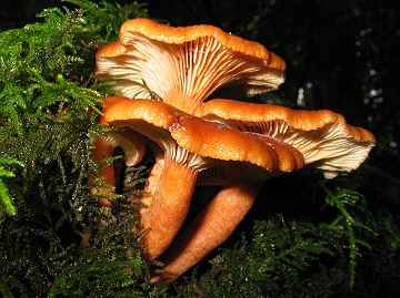 Lactarius rubidus