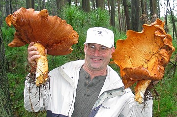 Gymnopilus spectabilis
