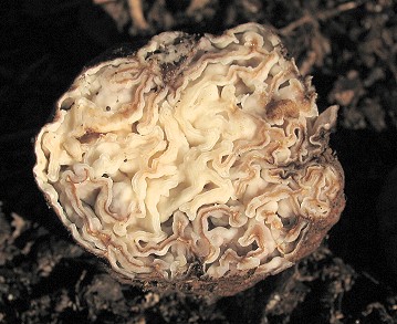 Geopora cooperi