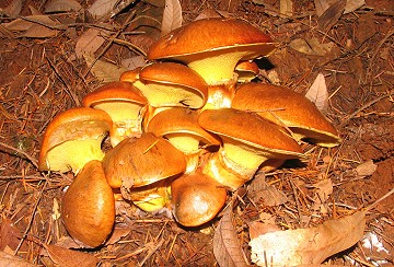 Albatrellus sp.