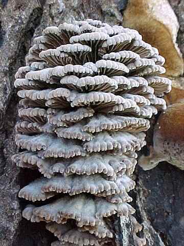 Schizophyllum commune