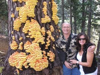Laetiporus conifericola