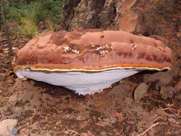 Ganoderma oregonense