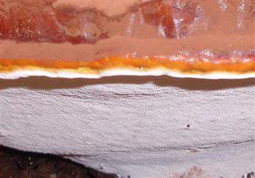 Ganoderma oregonense
