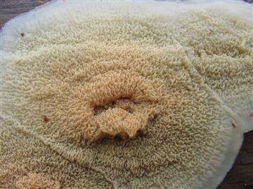 Phlebia tremellosa