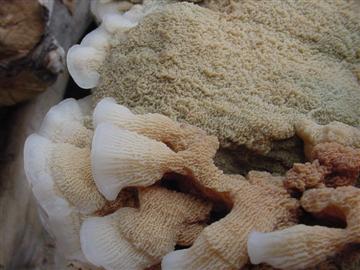 Phlebia tremellosa