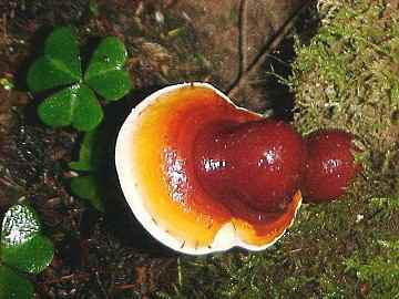 Ganoderma lucidum