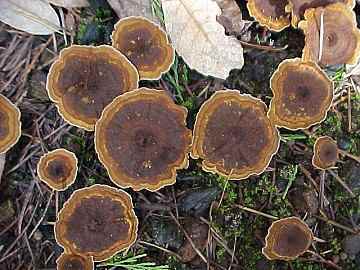 Coltricia cinnamomea