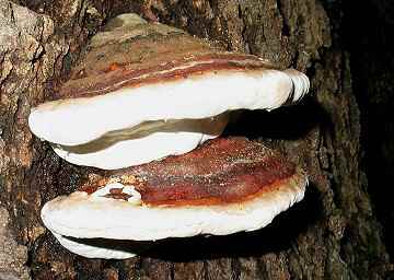 Fomitopsis pinicola