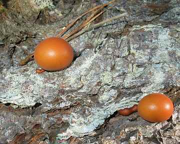 Cryptoporus volvatus