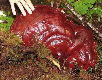 Ganoderma oregonense