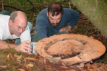 Ganoderma applanatum