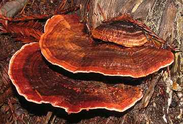 Fomitopsis cajenderi