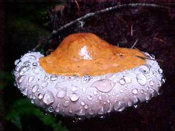 Fomitopsis pinicola