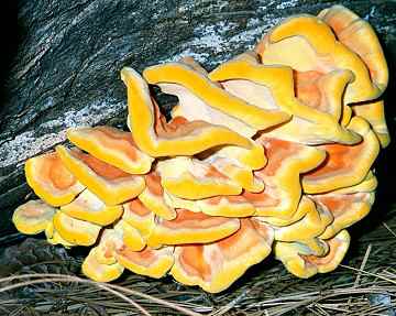 Laetiporus suphureus