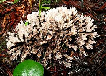 Thelephora palmata