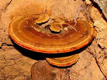 Phaeolus schweinitzii