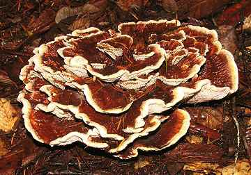 Hydnellum peckii