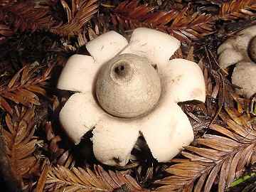 Geastrum fimbriatum