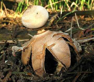 Geastrum fornicatum