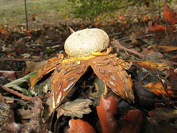 Astreus pteridis