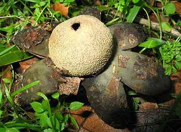 Astreus pteridis