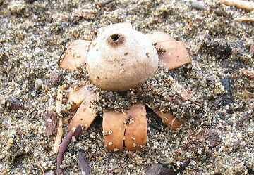 Geastrum floriforme