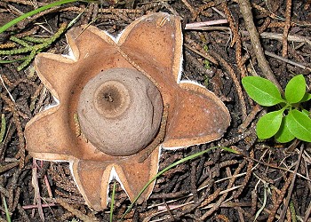 Geastrum saccatum